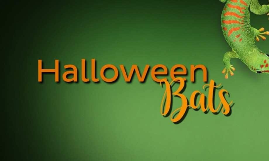 South africa ideas inspiration halloween bats teaser