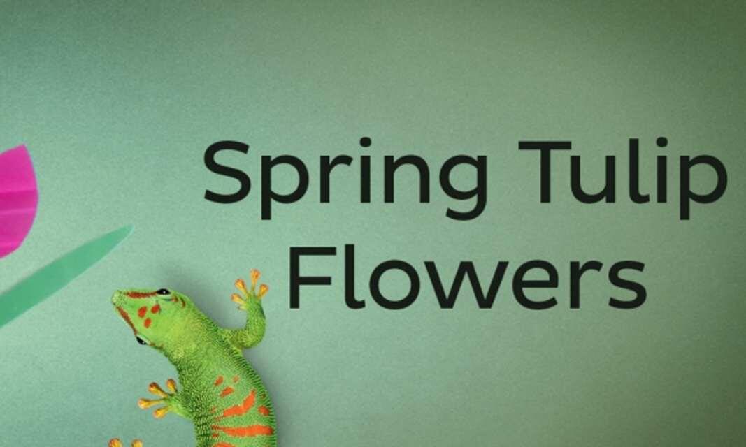 South africa ideas inspiration spring tulip teaser