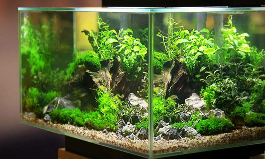 Czech republic ako zalozit akvarium teaser image