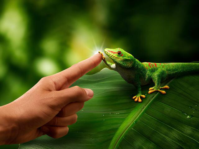 Gecko coloré touchant délicatement un doigt humain sur une large feuille verte, évoquant une connexion naturelle inspirant l’univers Bostik.
