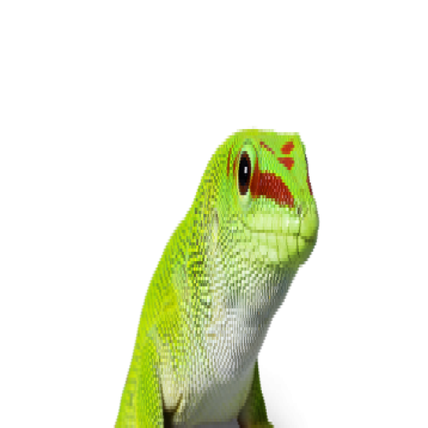 gecko.png