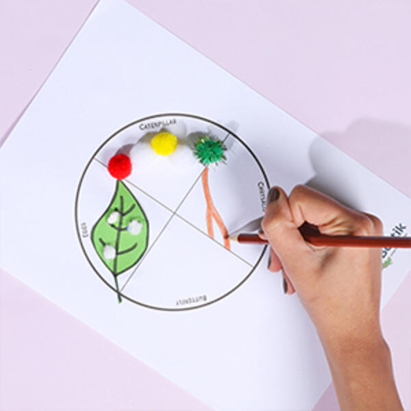 Thai buttefly life cycle craft project step5